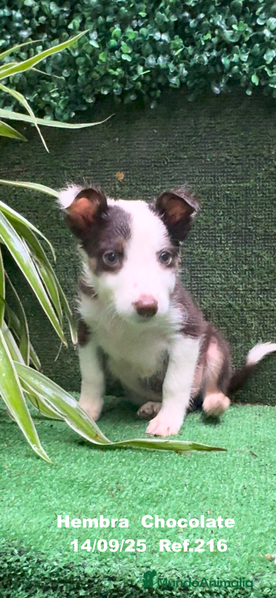 Border Collie perros en venta: Border Collie Chocolate - Imagen 21
