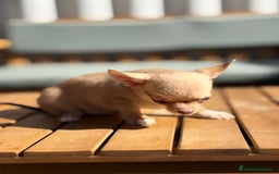 Chihuahua perros en venta: Chihuahua Toy Rusos - Imagen 2