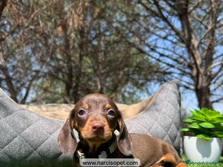 Teckel perros TECKEL KANINCHEN HEMBRA - Anuncio 12