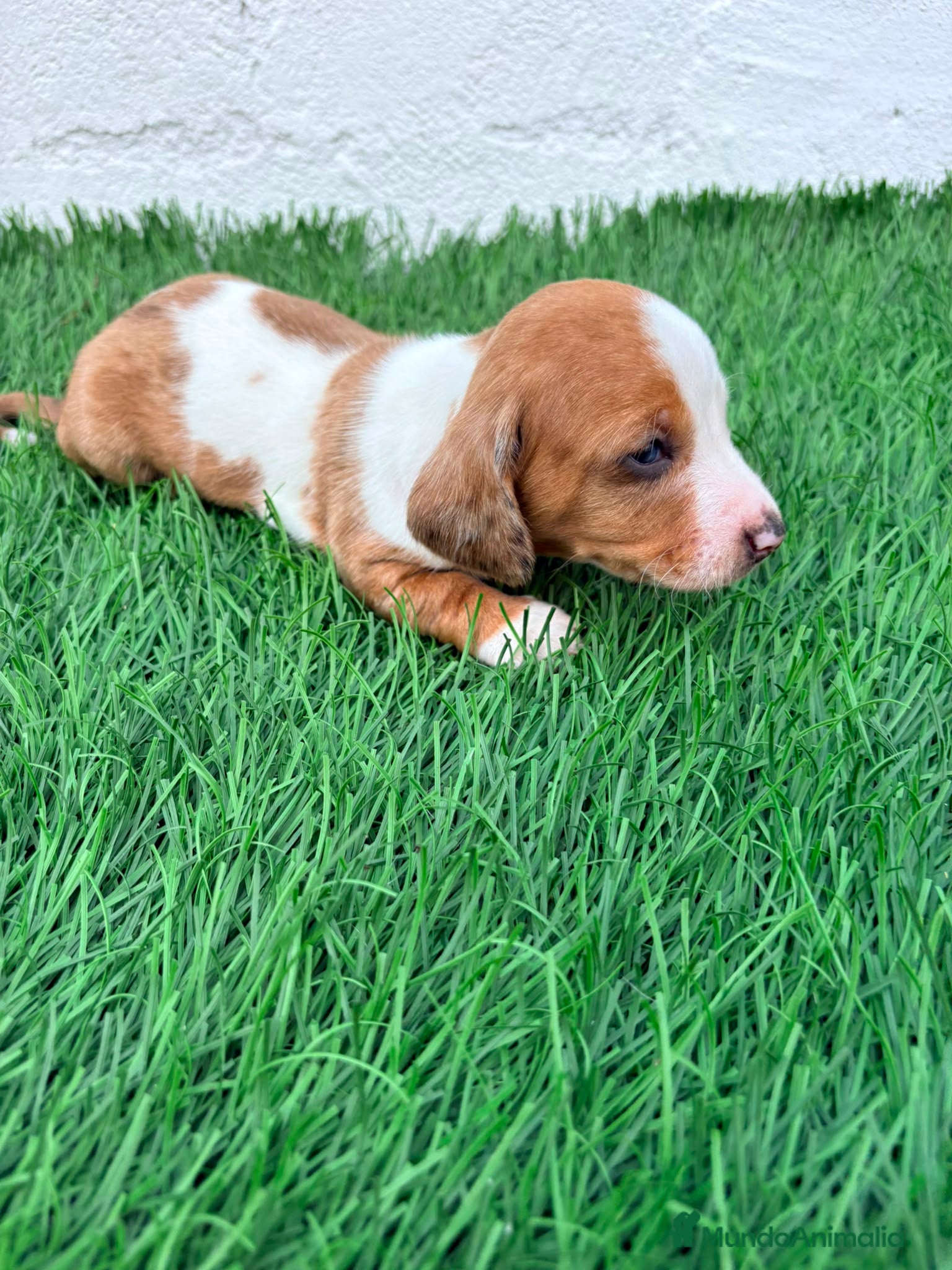 Teckel Miniatura perros Teckel miniatura tri merle choco blanco - Anuncio 2