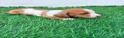 Teckel Miniatura perros en venta: Teckel miniatura tri merle choco blanco - Anuncio 1