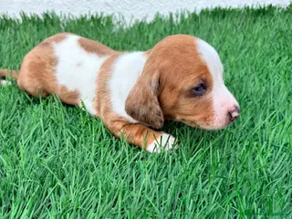 Teckel Miniatura perros Teckel miniatura tri merle choco blanco - Anuncio 1