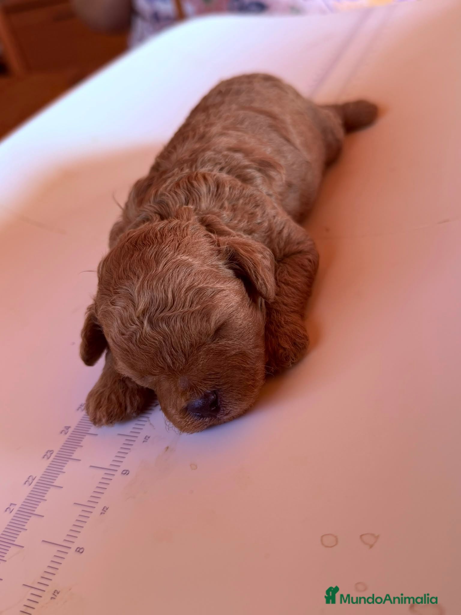 Caniche Toy perros Caniche Toy  - Anuncio 1
