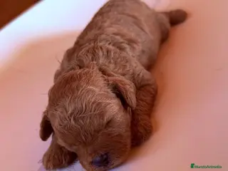 Caniche Toy perros Caniche Toy - Anuncio 1