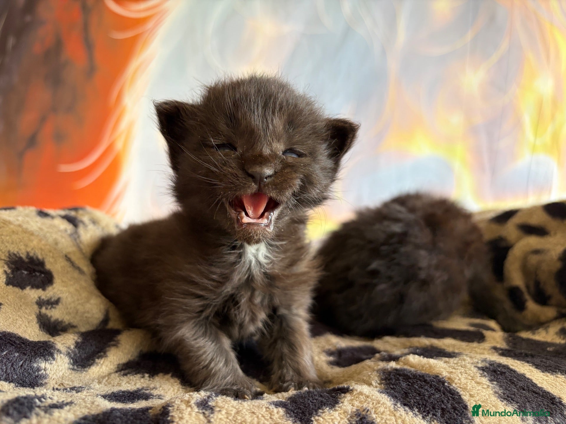 Maine Coon gatos Los Black  - Anuncio 1
