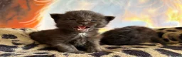 Maine Coon gatos en venta: Los Black  - Anuncio 1