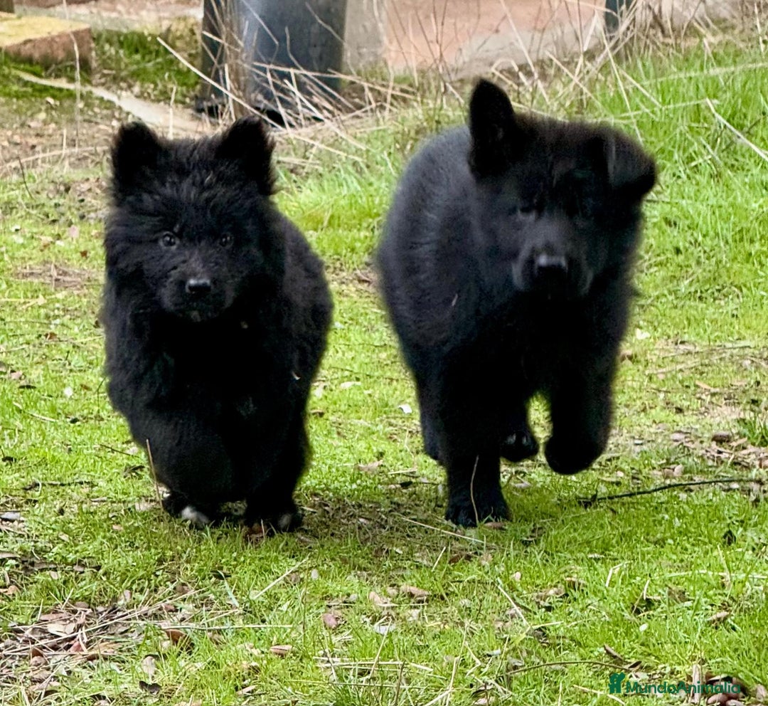 Pastor Alemán perros en venta: Pastor alemán belleza  - Anuncio 18