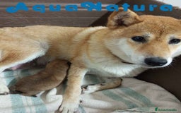 Shiba Inu perros en venta: Shiba Inu Hembra de Lisa AQUANATURA - Imagen 1