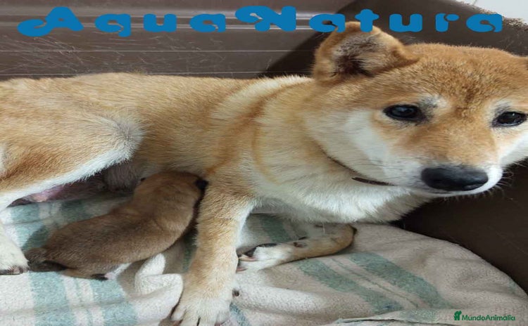 Shiba Inu perros - Anuncio 10