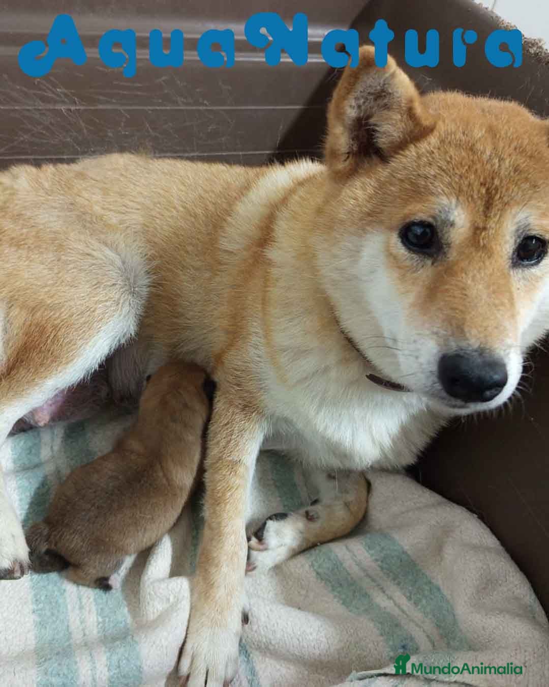 Shiba Inu perros en venta: Shiba Inu Hembra de Lisa AQUANATURA - Imagen 1