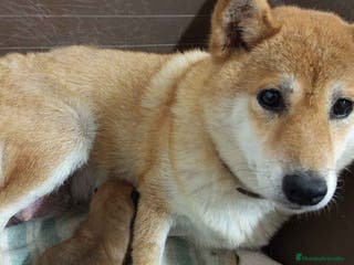 Shiba Inu perros Shiba Inu Hembra de Lisa AQUANATURA - Anuncio 14
