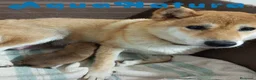Shiba Inu perros en venta: Shiba Inu Hembra de Lisa AQUANATURA - Anuncio 1