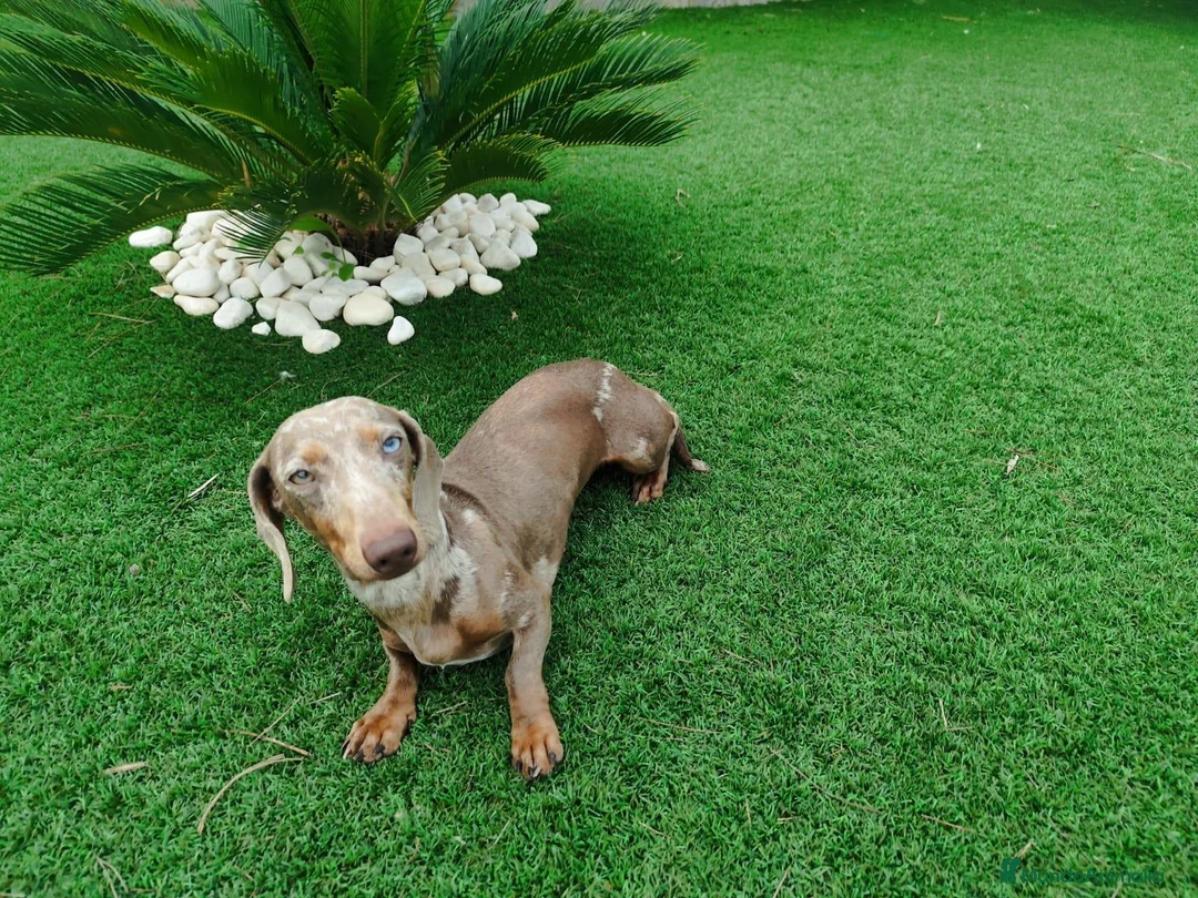Teckel Miniatura perros en venta: Teckel miniatura  - Anuncio 2