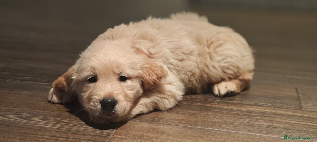 Golden Retriever perros en venta: Golden retriever  - Imagen 3