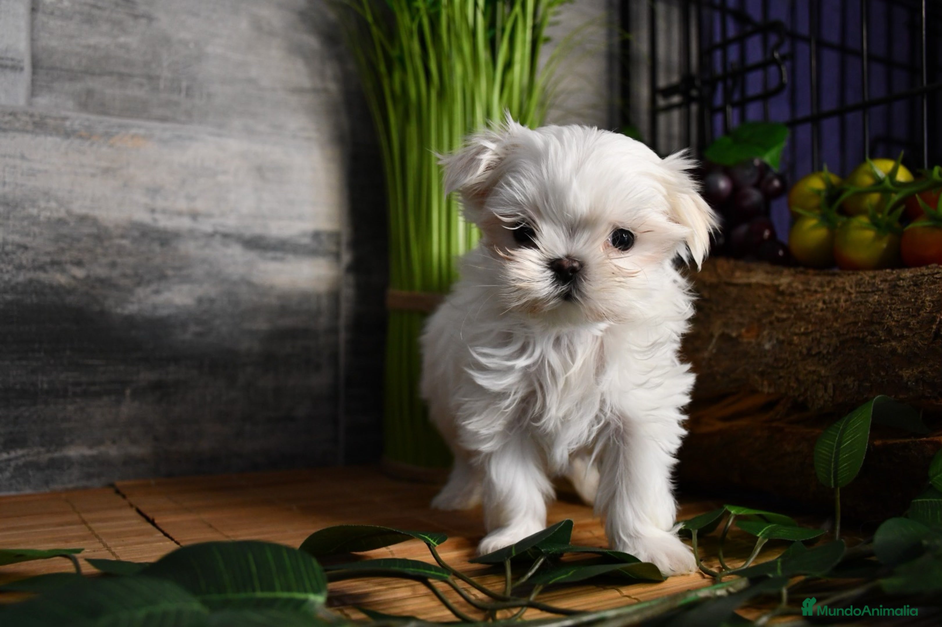 Bichón Maltés perros BICHON MALTES - Anuncio 26