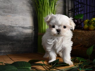 Bichón Maltés perros - Anuncio 24