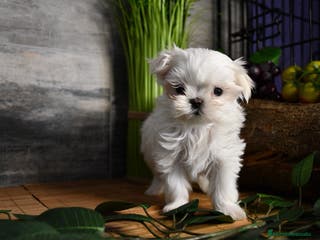 Bichón Maltés perros BICHON MALTES - Anuncio 40