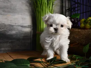 Bichón Maltés perros BICHON MALTES - Anuncio 3