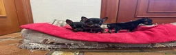 Ratón de Praga perros en venta: Ratón de Praga  - Anuncio 1