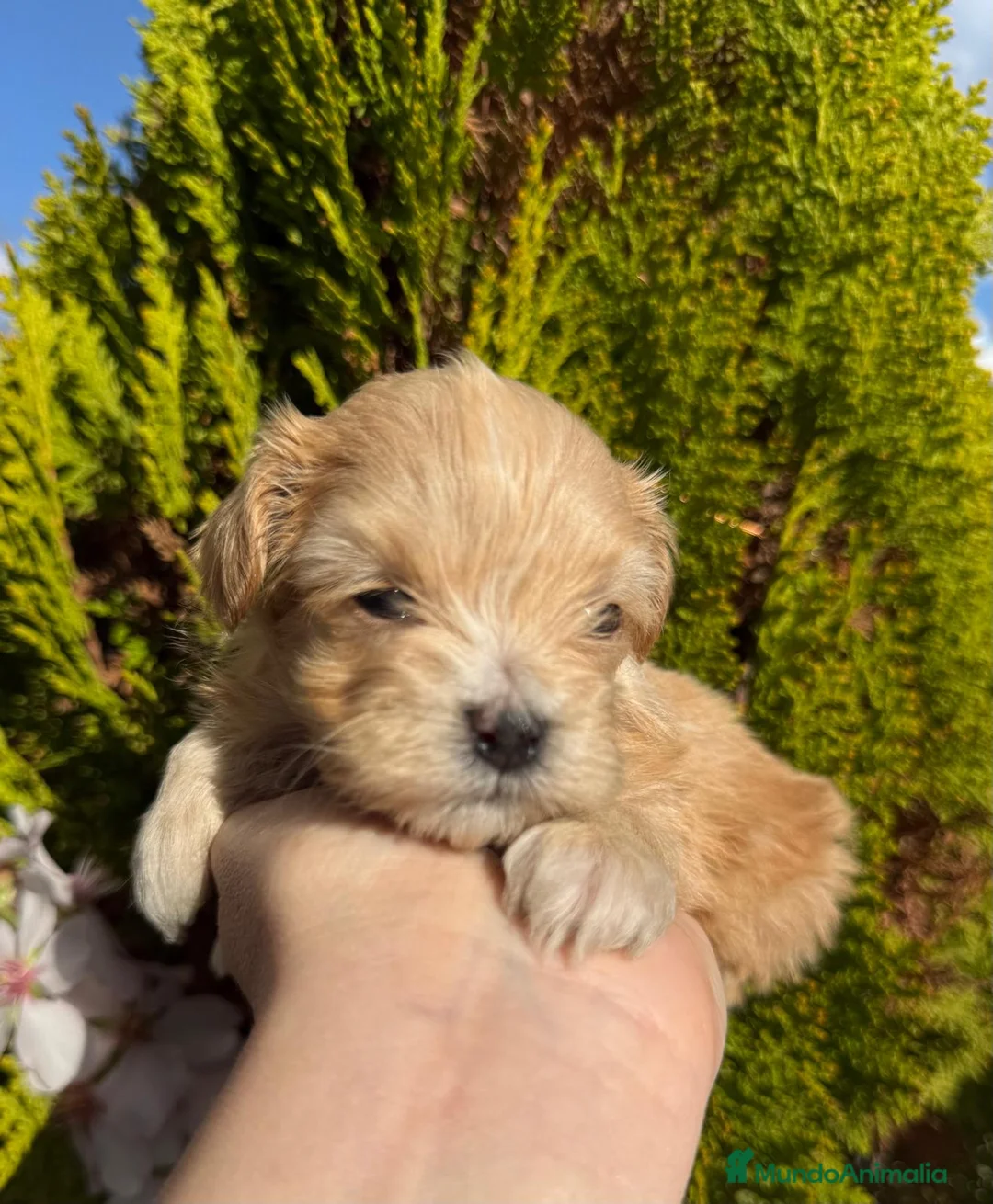 Maltipoo perros en venta: Maltipoo nuevas camadas !!! - Anuncio 2