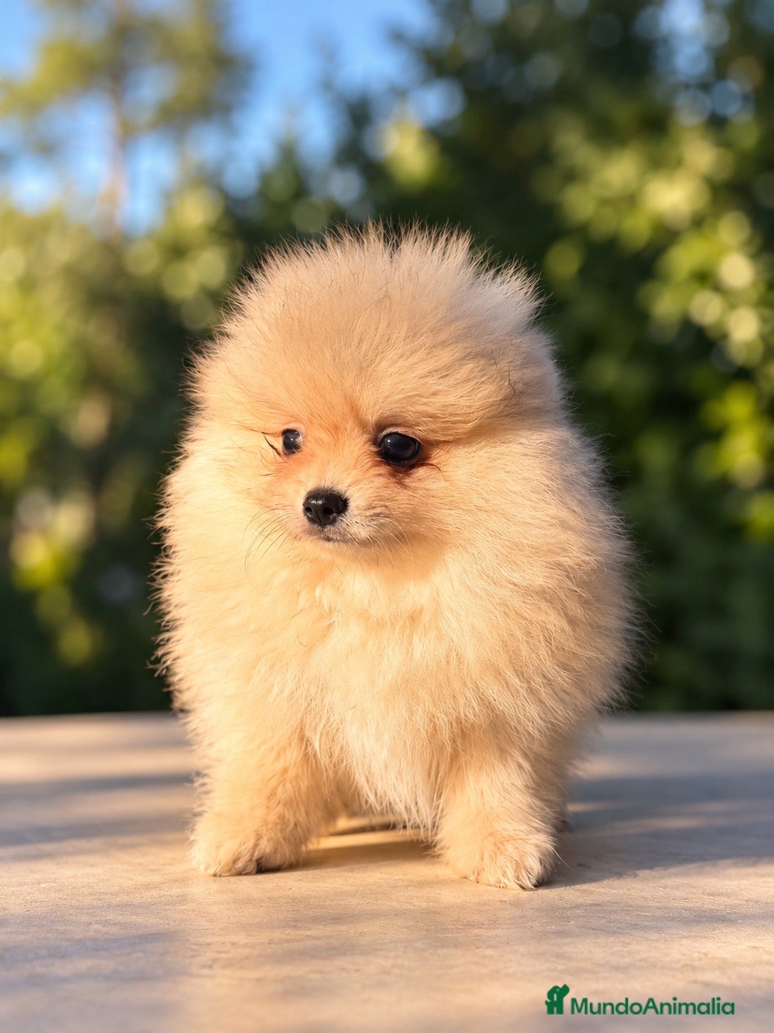 Pomerania perros Pomerania machos de líneas exclusivas y exóticas - Anuncio 2