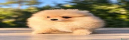 Pomerania perros en venta: Pomerania machos de líneas exclusivas y exóticas - Anuncio 2