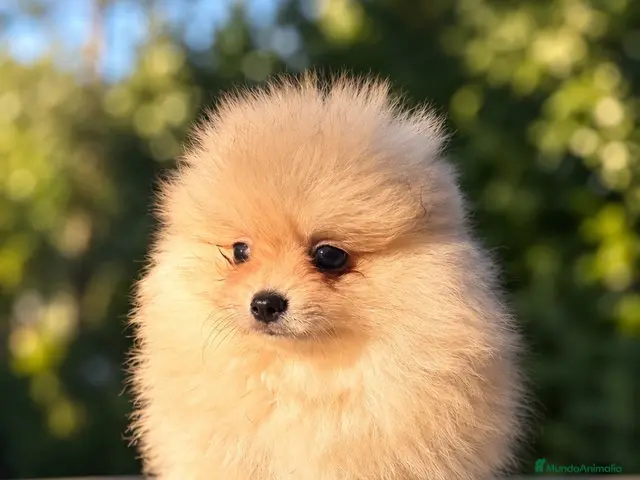 Pomerania perros en venta: Pomerania machos de líneas exclusivas y exóticas - Anuncio 2