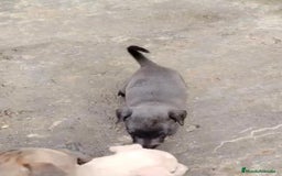 Whippet perros en venta: Whippet blue, isabela verdino - Imagen 14