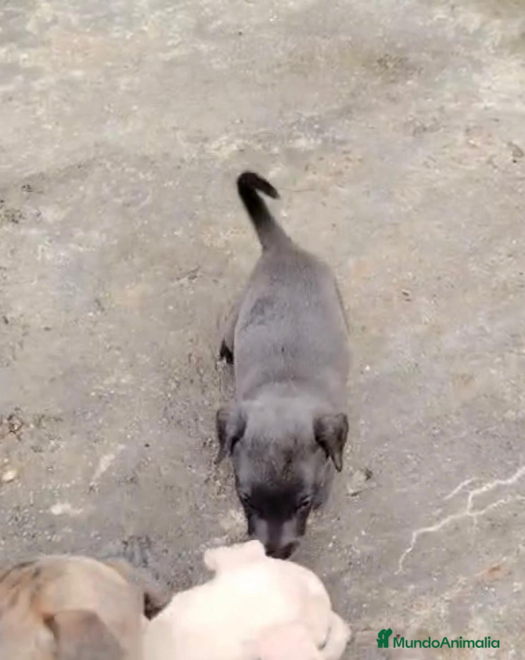 Whippet perros en venta: Whippet blue, isabela verdino - Imagen 14