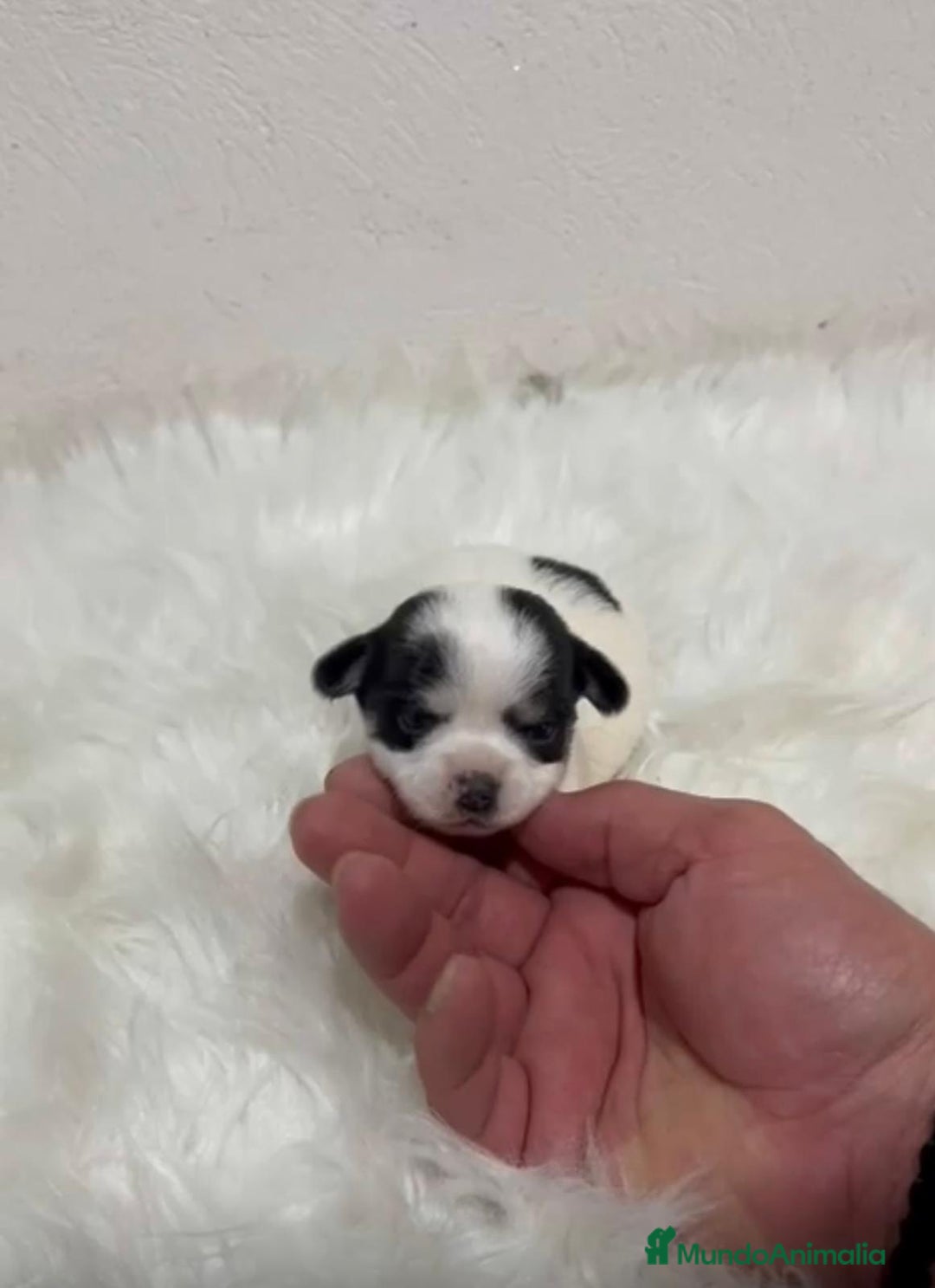 Jack Russell Terrier perros en venta: JACK RUSSELL MINI - Anuncio 2