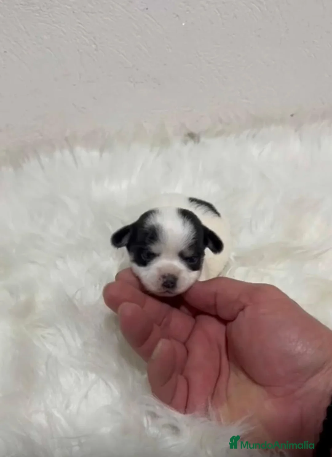 Jack Russell Terrier perros en venta: JACK RUSSELL MINI - Anuncio 2