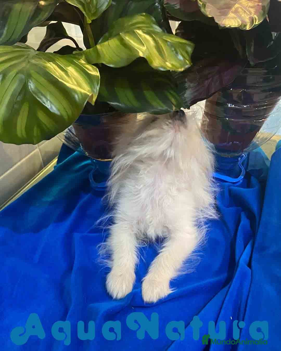 Raza Mixta perros en venta: Havapom Macho de Kyi Junior 4562 AQUANATURA - Anuncio 6