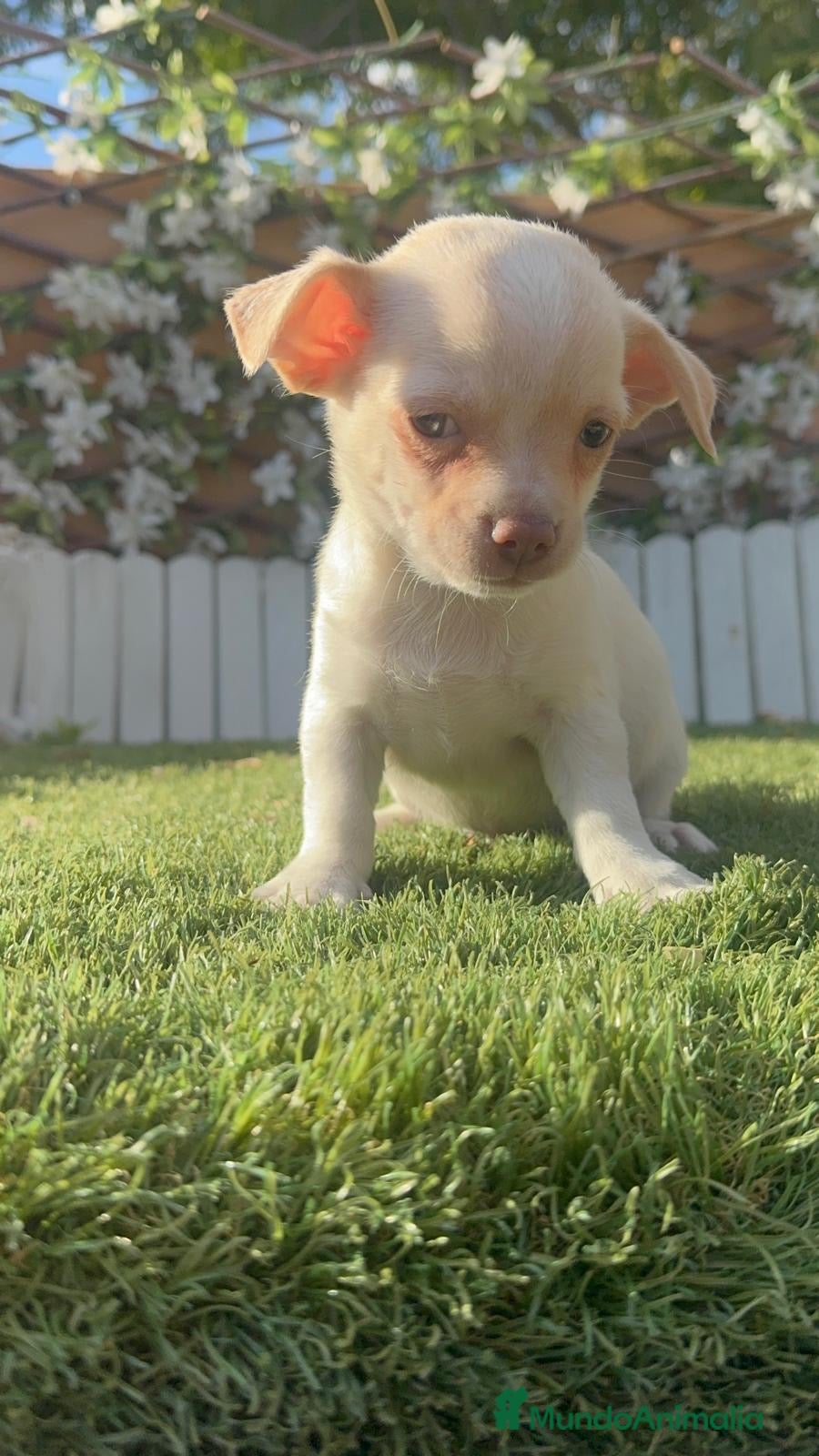 Chihuahua perros CHIHUAHUA- MACHO - Anuncio 2