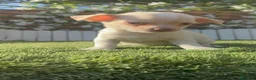 Chihuahua perros en venta: CHIHUAHUA- MACHO - Anuncio 1