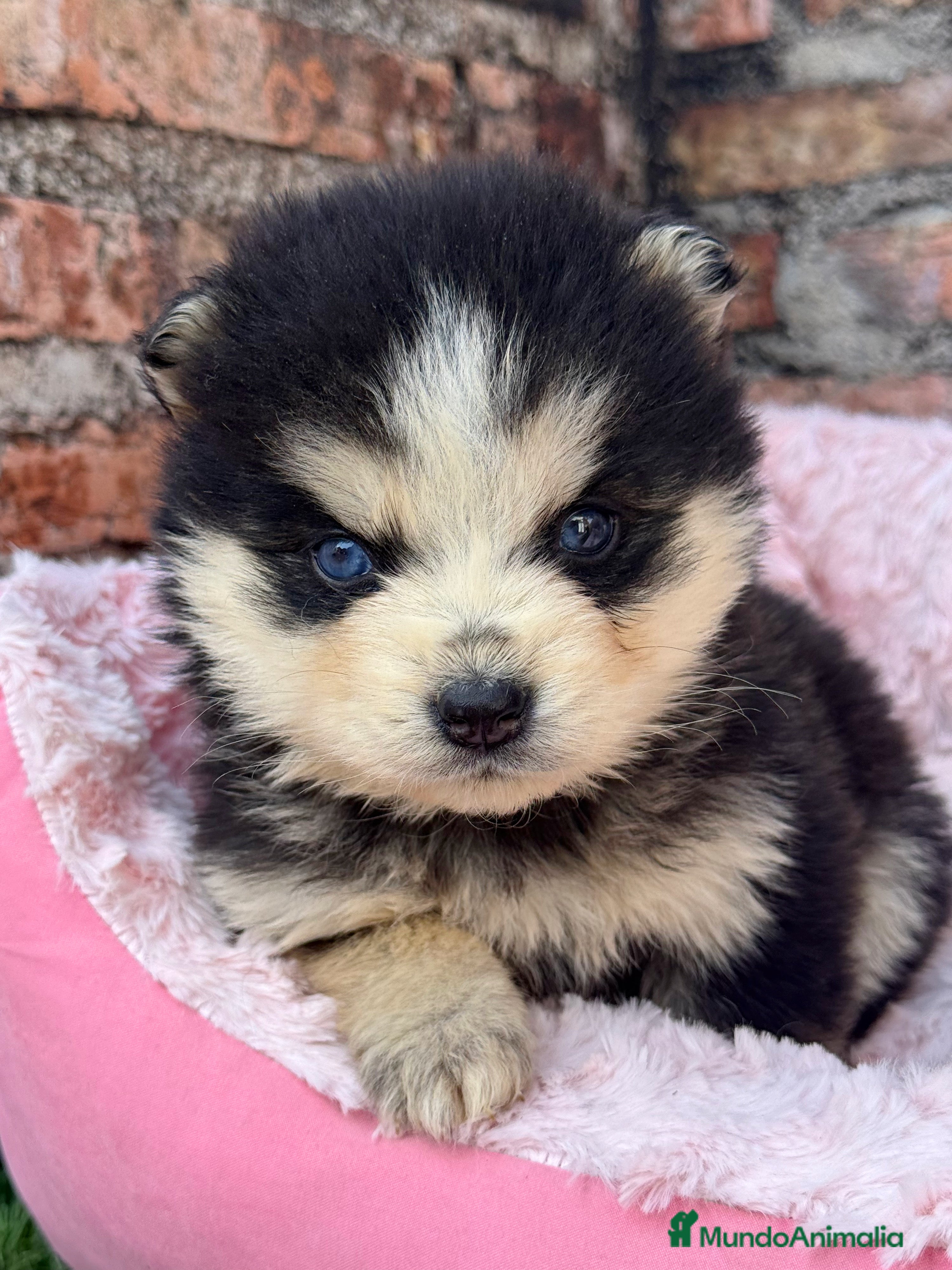 Pomsky perros Pomsky ojos azules  - Anuncio 2