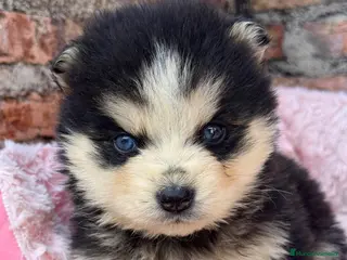 Pomsky perros Pomsky ojos azules - Anuncio 2