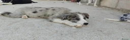 Border Collie perros en venta: BORDER COLLIE - ÚLTIMOS CACHORROS DISPONIBLES - Anuncio 3