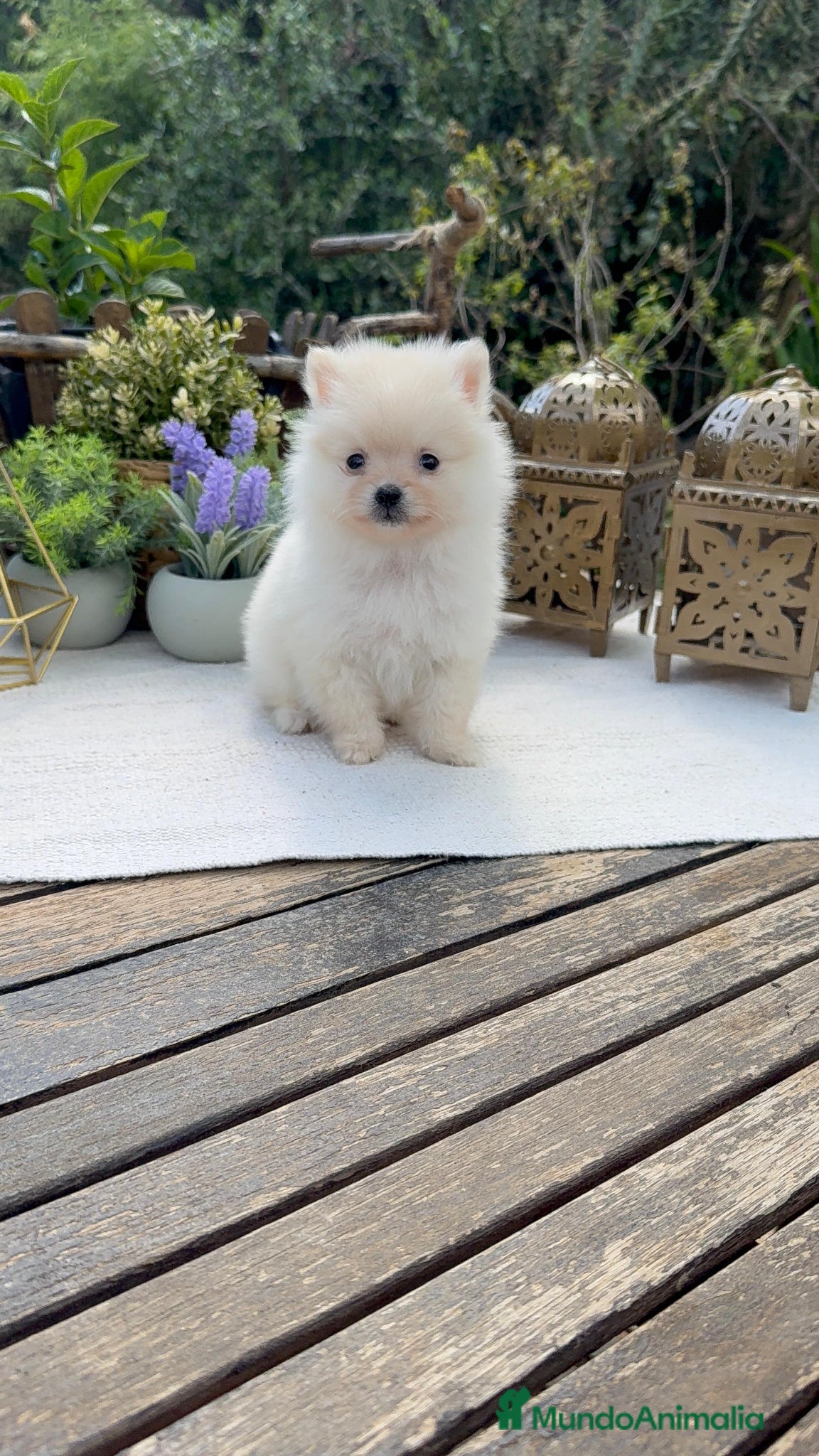 Pomerania perros Pomerania super Toy línea americana Macho crema - Anuncio 1