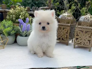 Pomerania perros Pomerania super Toy línea americana Macho crema - Anuncio 1