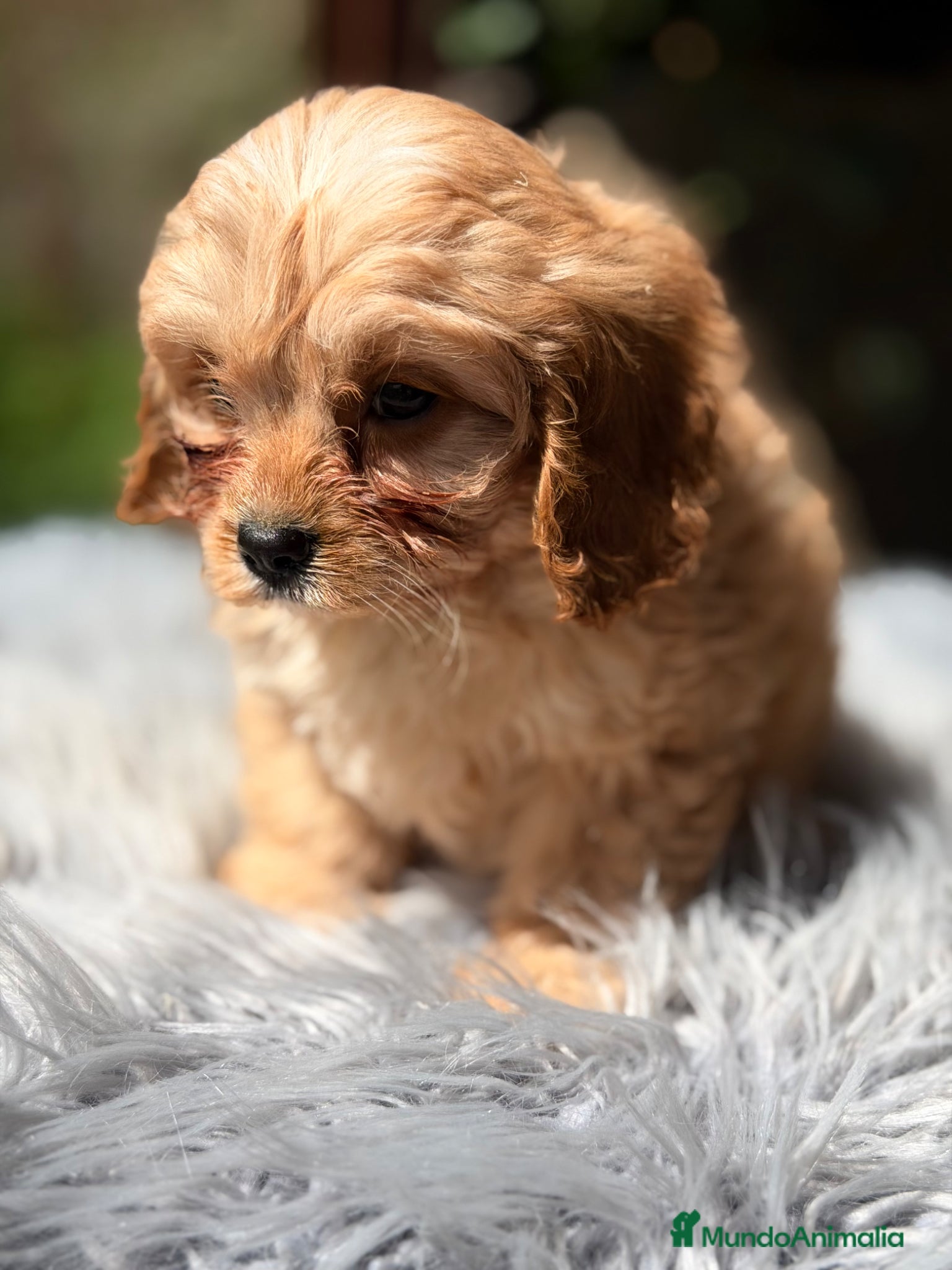 Cavapoo perros Cavapoo Apricot  - Anuncio 3