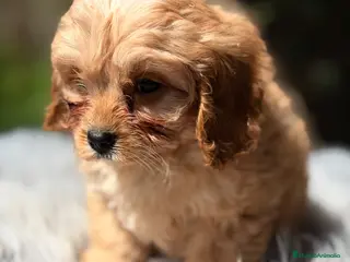 Cavapoo perros Cavapoo Apricot - Anuncio 4