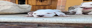 Dogo Argentino 4