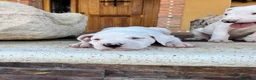 Dogo Argentino perros en venta: Dogos argentinos  en Segovia - Anuncio 9