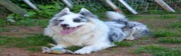 Border Collie perros en venta: camada de border collie  - Anuncio 12