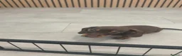 Teckel Miniatura perros en venta: Teckel Mini chocolates - Anuncio 3