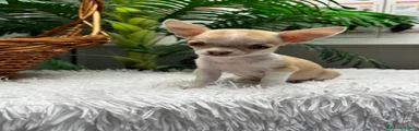 Chihuahua 1