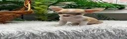 Chihuahua perros en venta: CHIHUAHUA HEMBRA - Anuncio 18