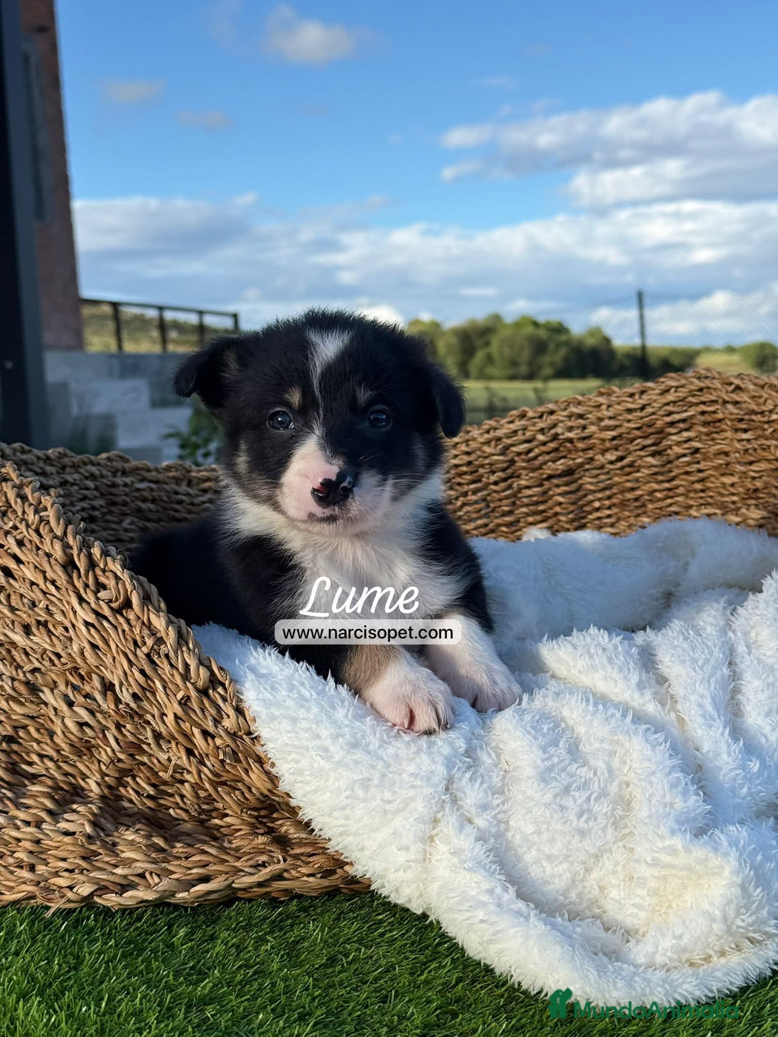 Border Collie perros en venta: BORDER COLLIE HEMBRA - Anuncio 3