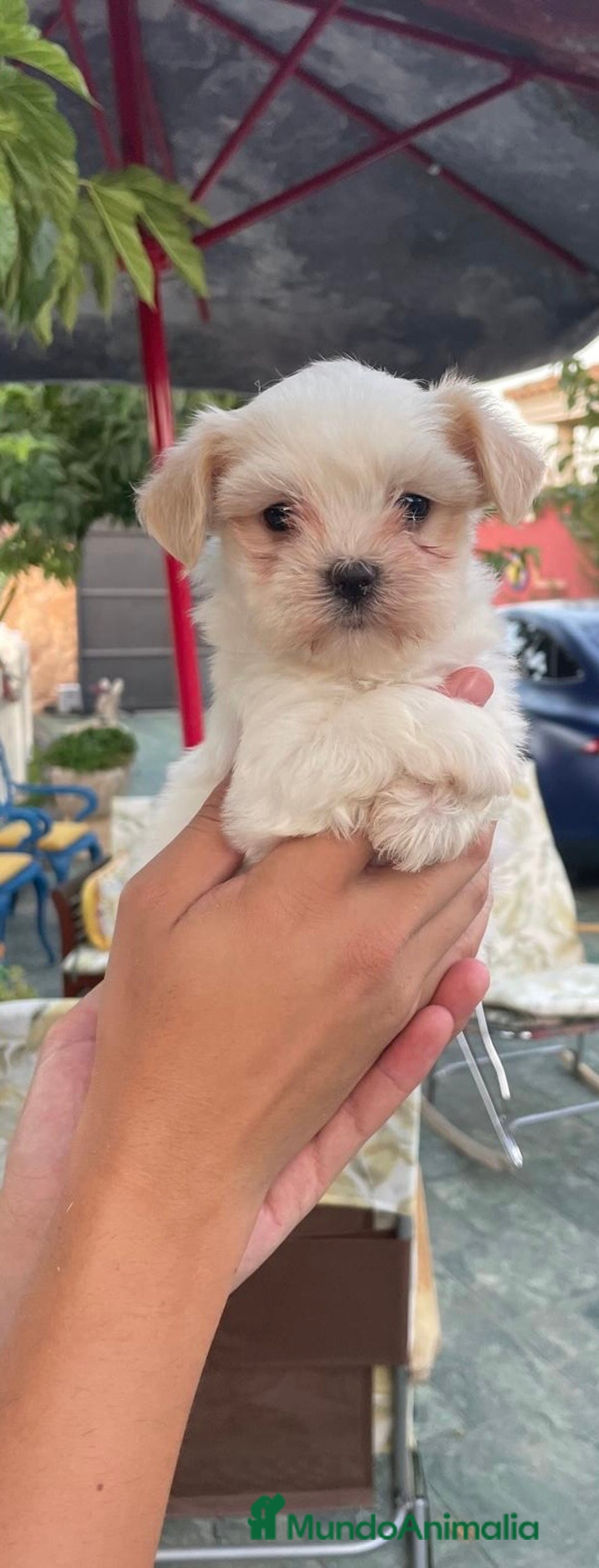 Bichón Maltés perros en venta: Excelente camada Bichon Maltes - Imagen 2