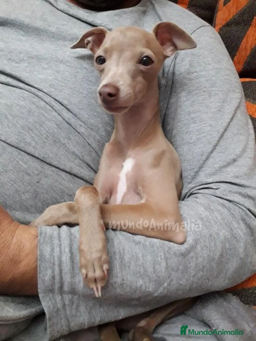 Imagen de galería {{count}}